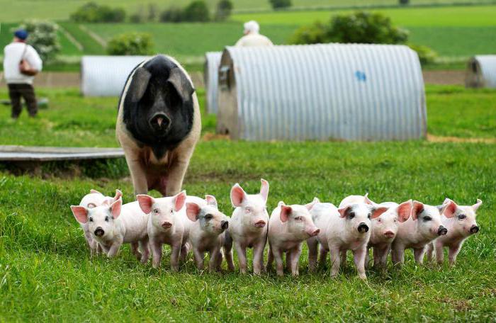 pig farm mechanization