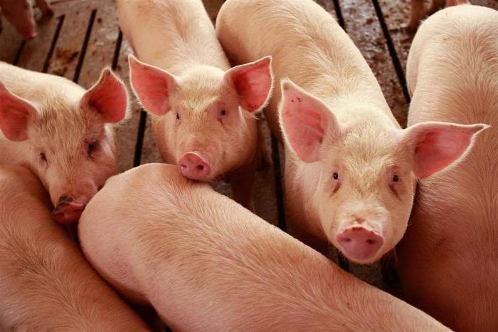 pig farm design