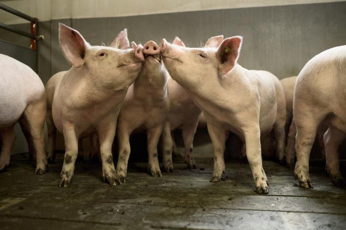 pig farm business plan