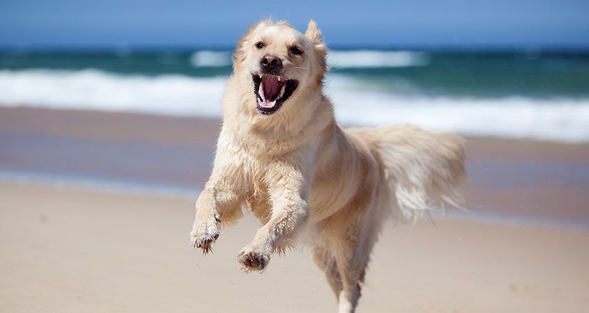 Blessure domestique: morsure de chien