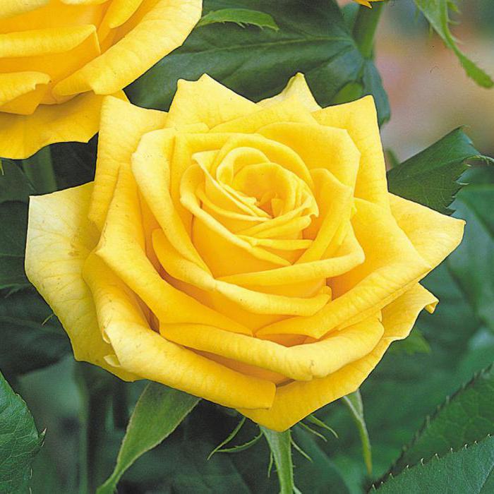 Dutch rose