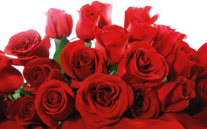 where are roses grown