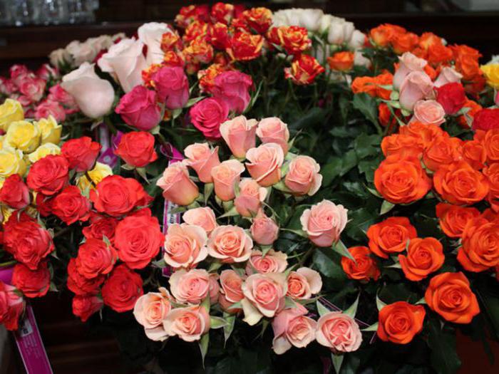 roses from ecuador