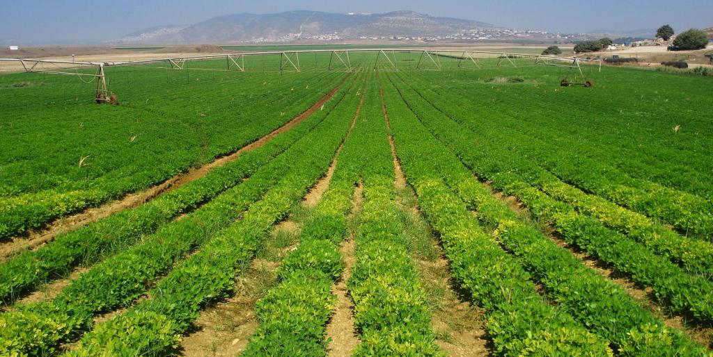 Agricultural grounds