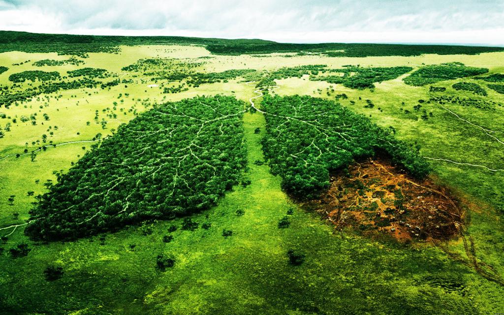faits sur la déforestation en Russie