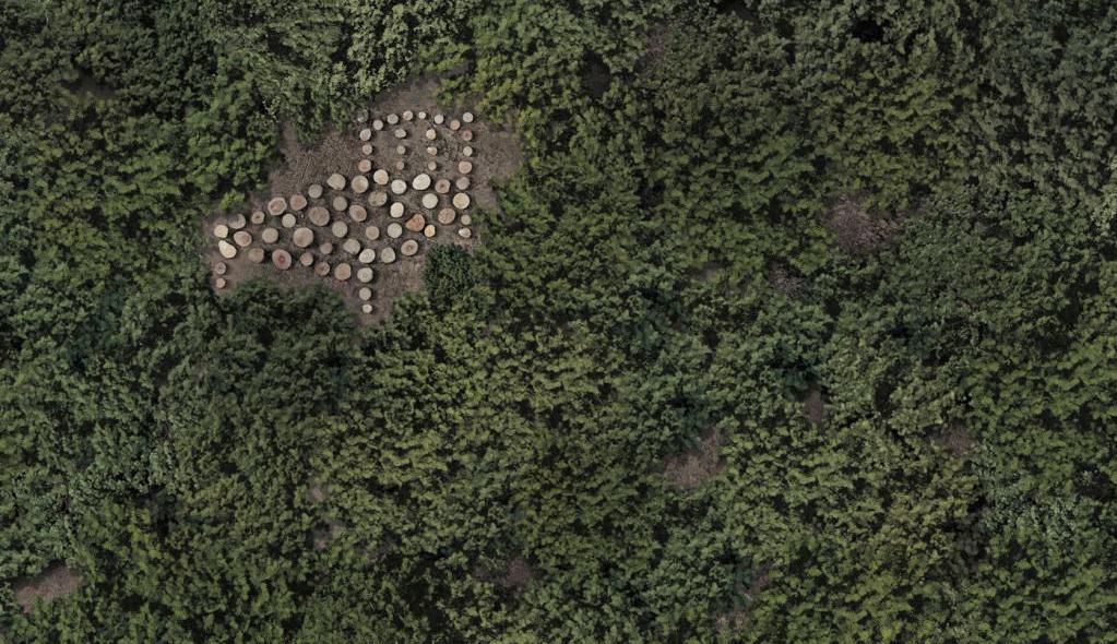 déforestation