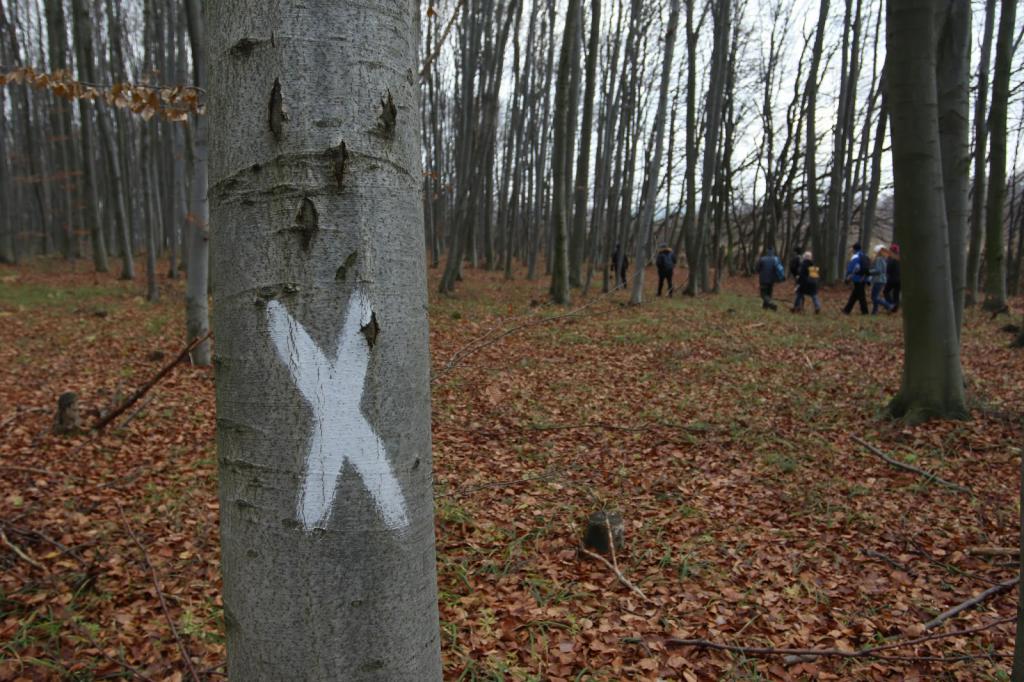 Le problème de la déforestation en Russie