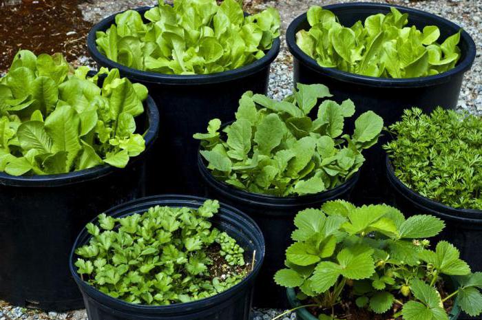 ce qui peut être cultivé à la maison