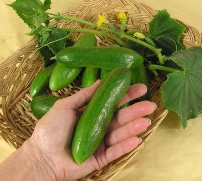 comment faire pousser des concombres à la maison