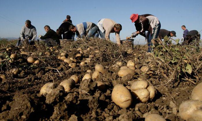 purchase of potatoes from the population in the eagle