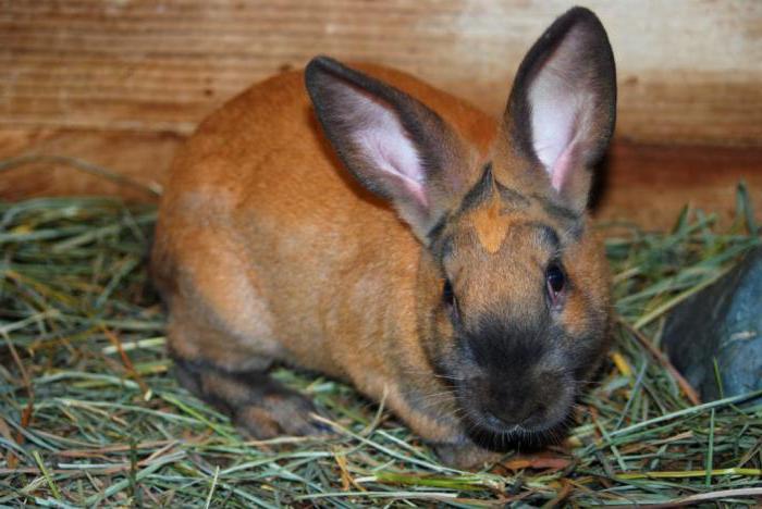 carcasse de lapin