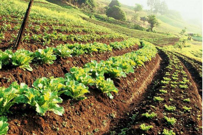 grant conditions for agriculture