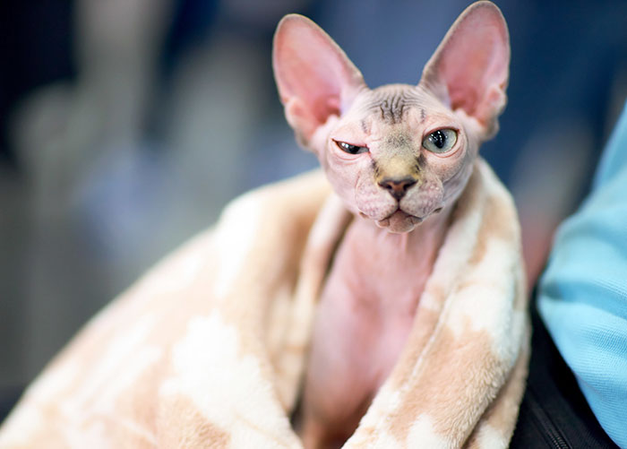 Sphinx cat