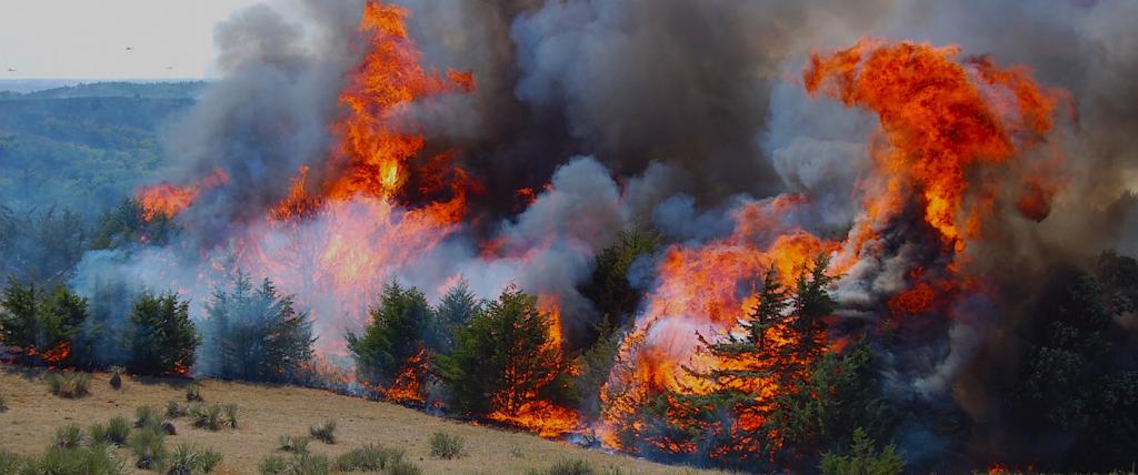 Forest fires