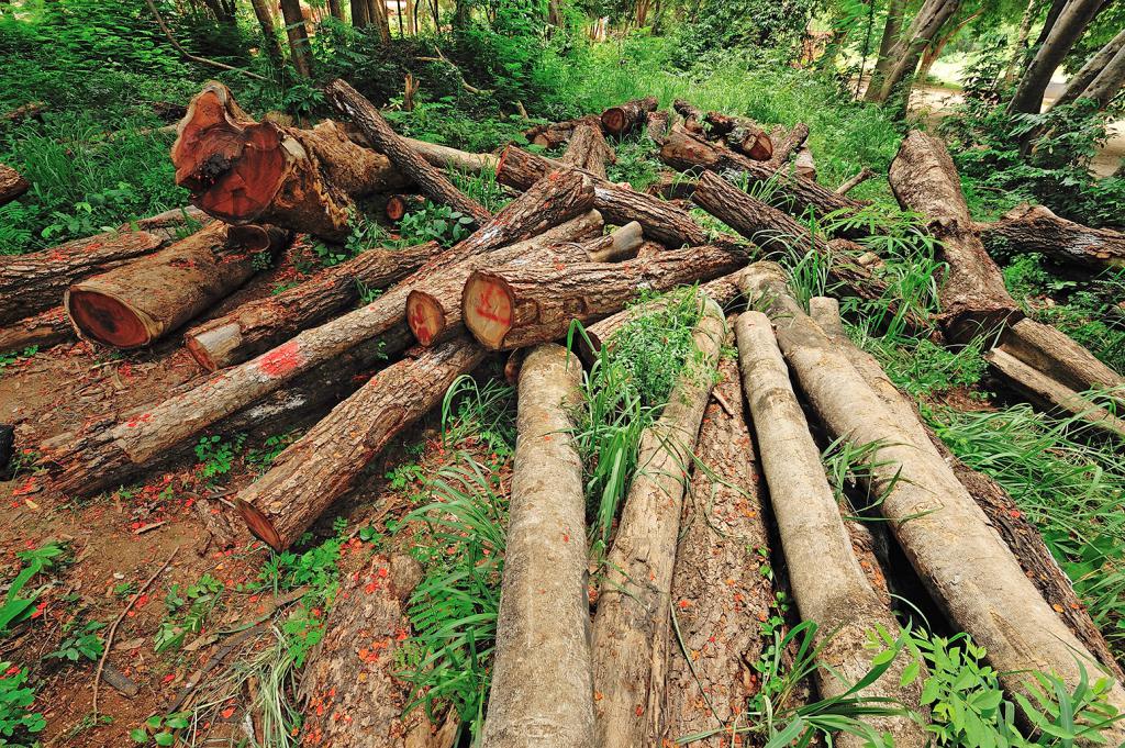 felled marked trees
