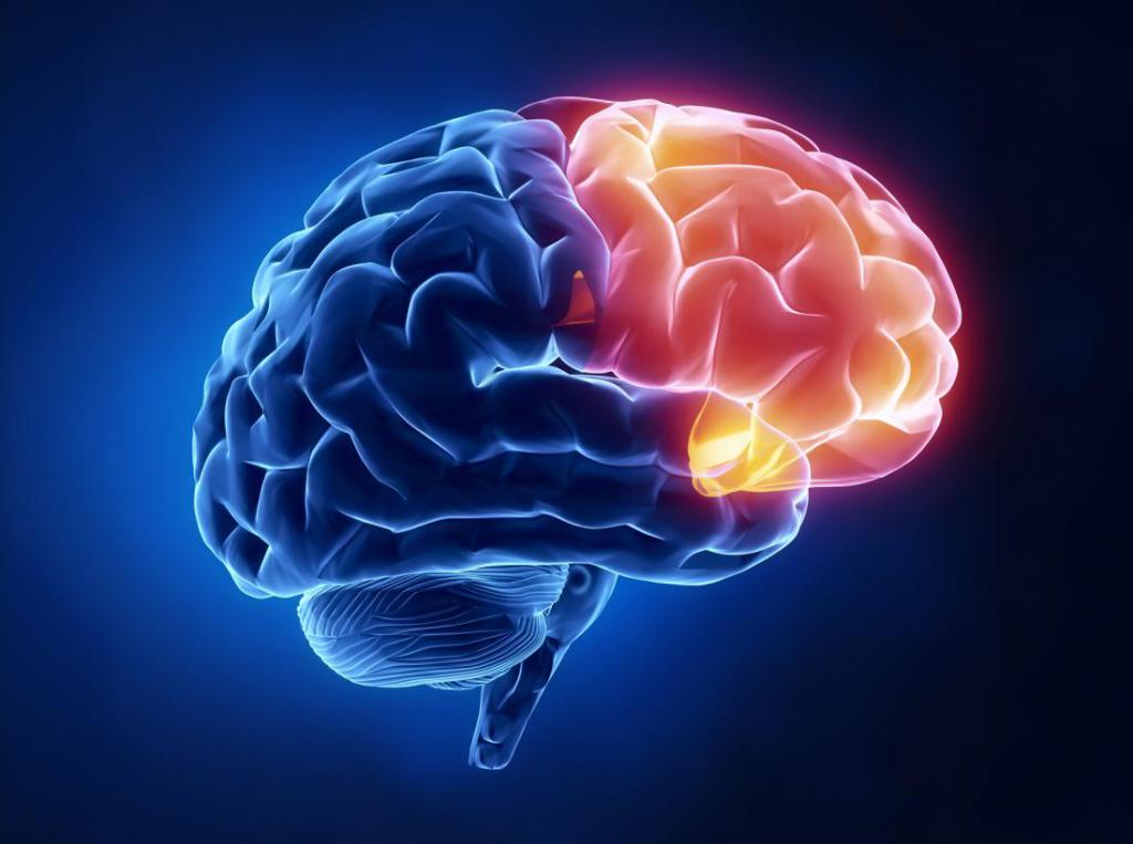 Lobe frontal