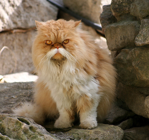 Moustaches de chat
