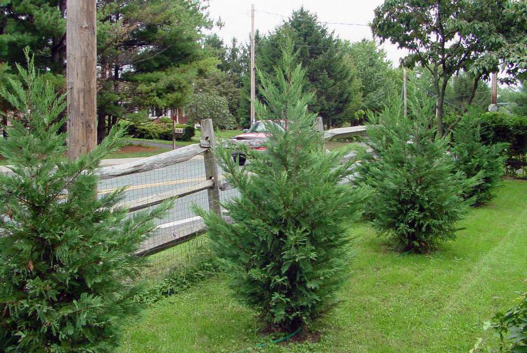 Respecter les normes de la SNiP lors de la plantation d'arbres sur le site