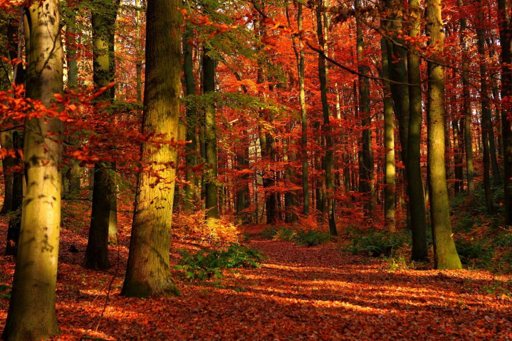 The territory of the forest park