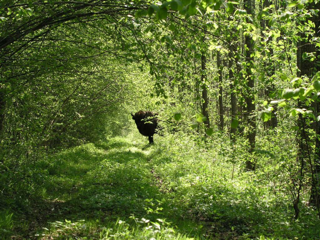 Bison habitat