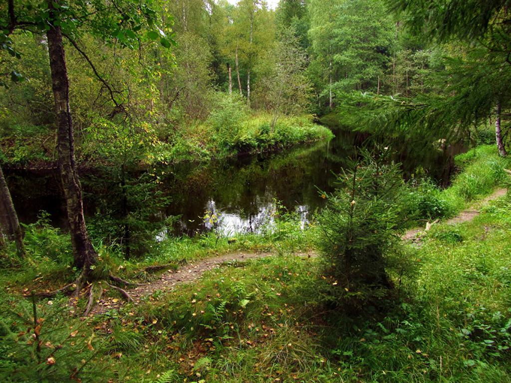 River in the forest