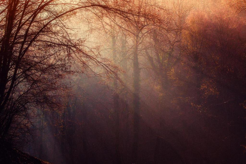 Forest - a source of peace of mind and beauty