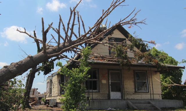 Arbre tombé