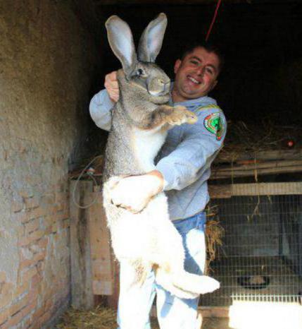 méthodes d'élevage de lapins