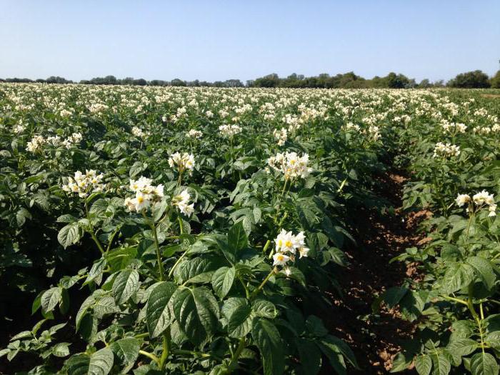 rendement en pommes de terre à partir de 1 ha par variété