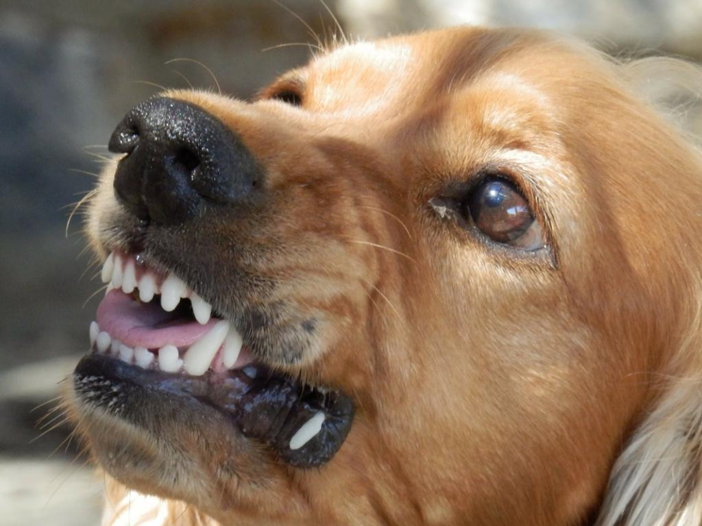 Chien en colère