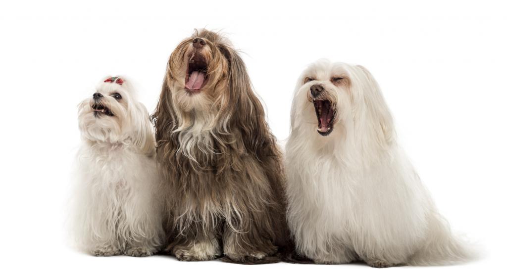 Trois chiens