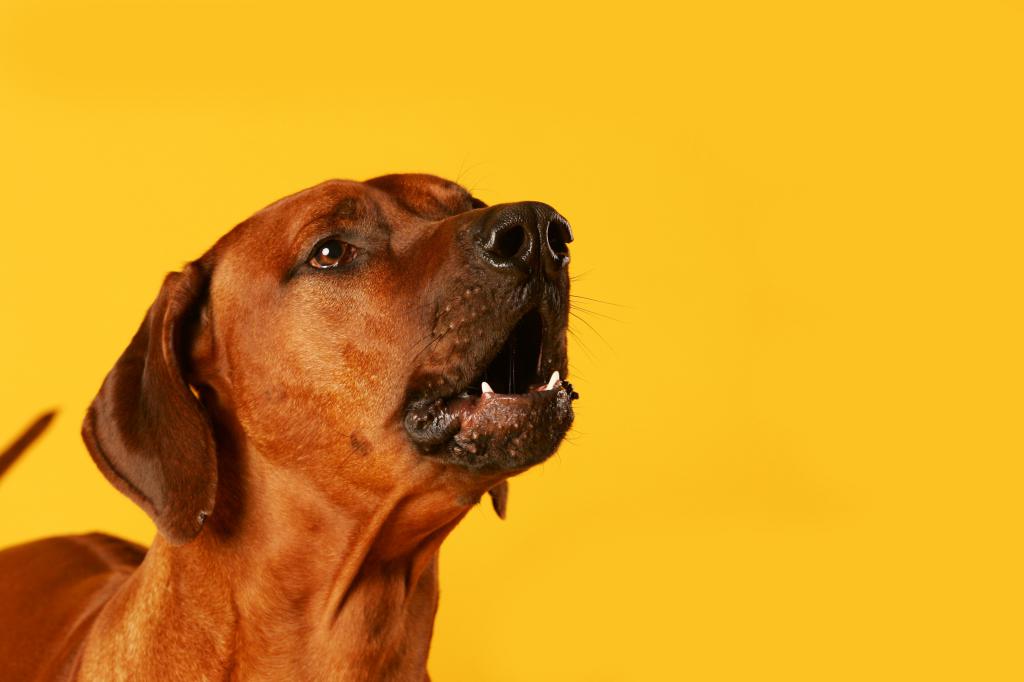 Chien sur fond jaune