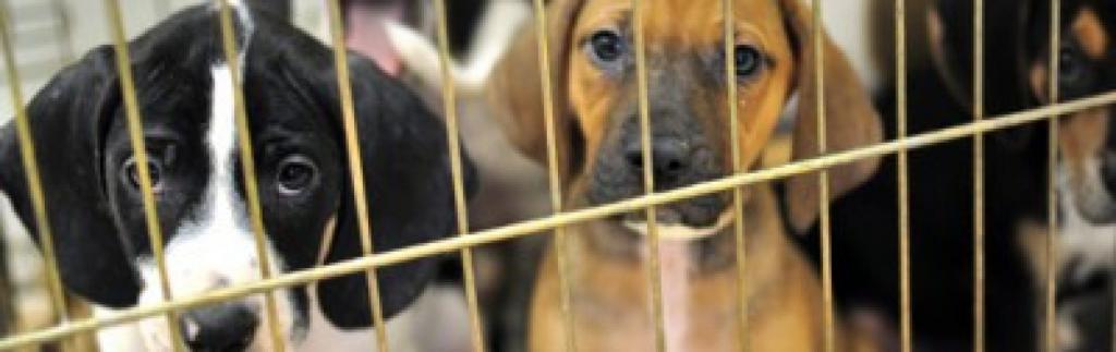 Regard de chien