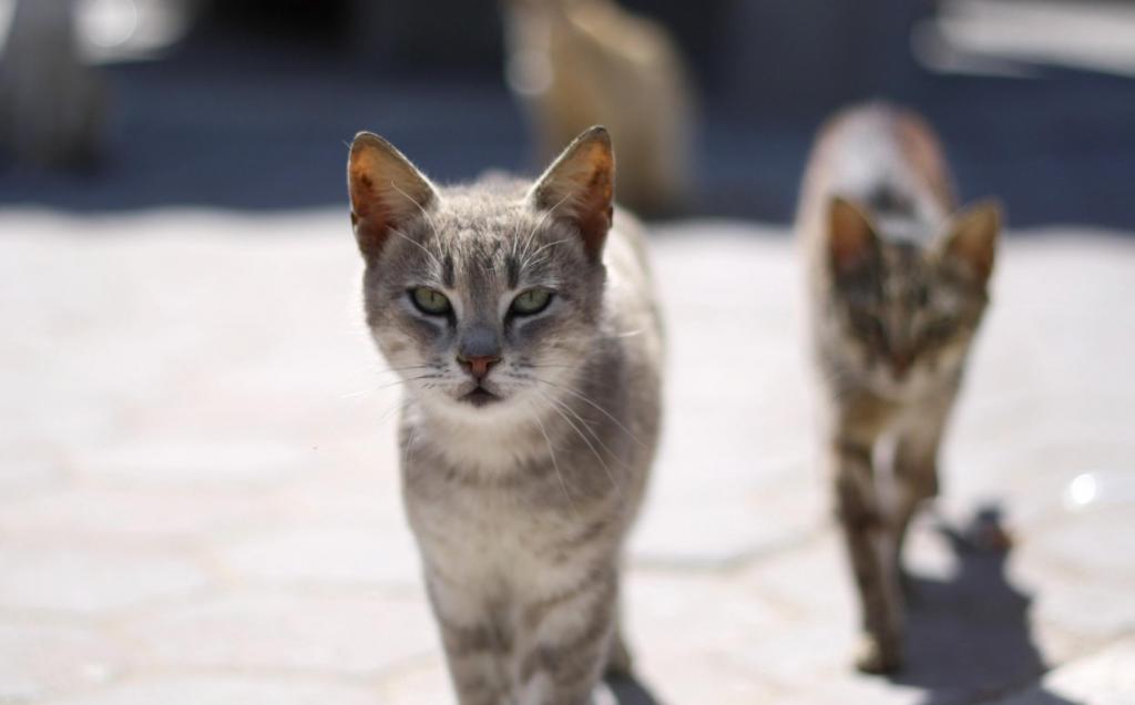Chat sans abri